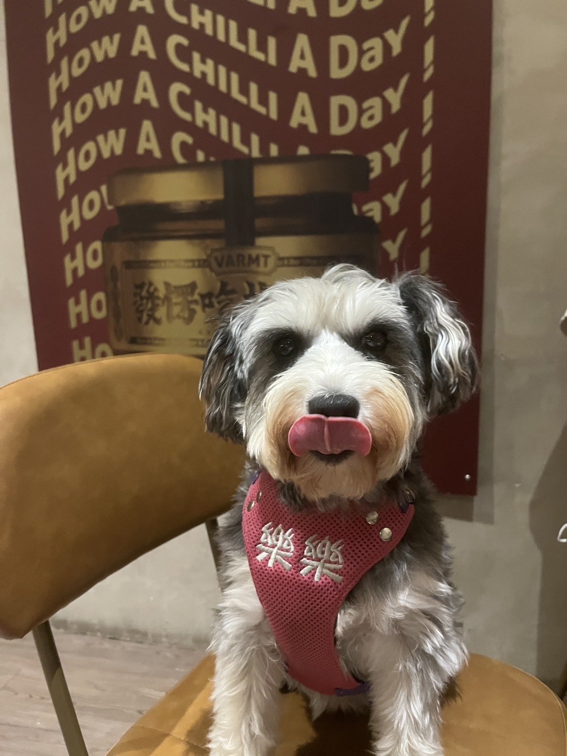 狗狗樂樂在台中發楞吃直接坐在椅子上吐舌頭超可愛