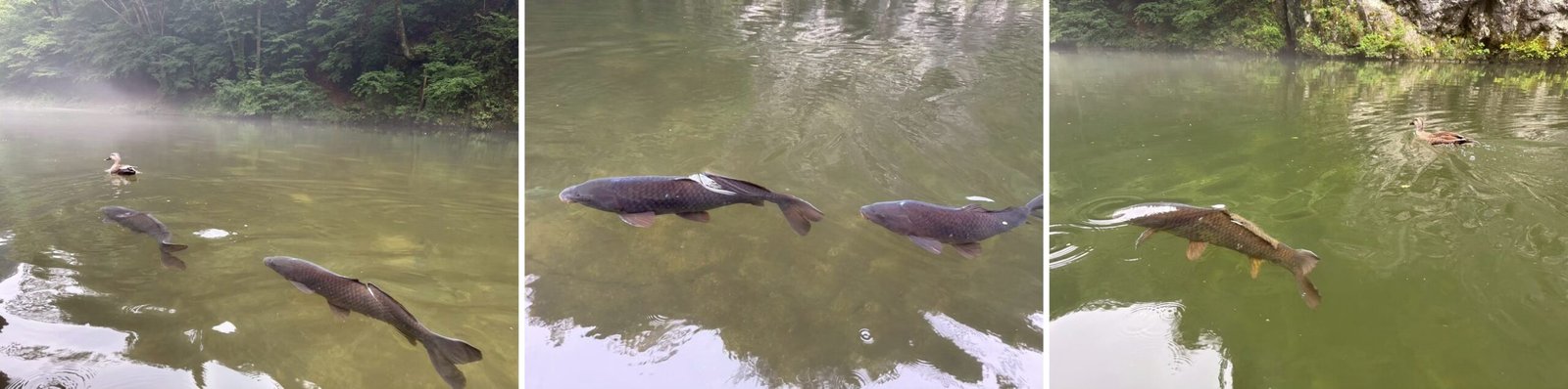 猊鼻溪游船餵魚成群大鯉魚與翠綠溪流